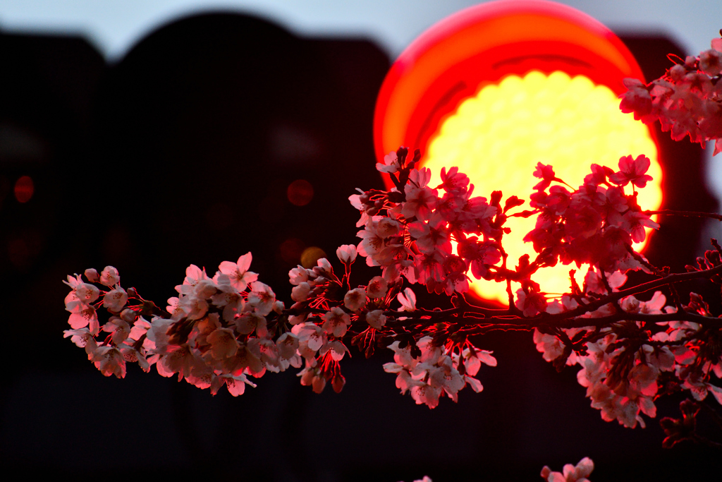 赤桜