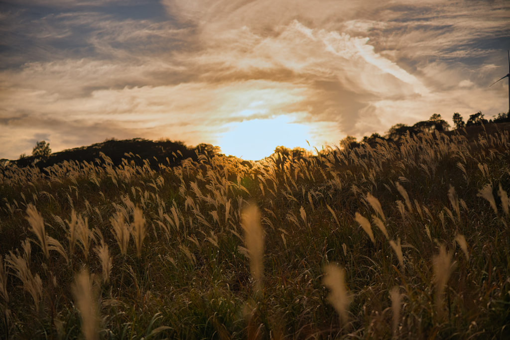 2025 稲取細野高原　すすき　其の八