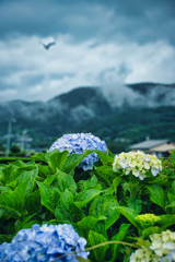 あじさい　原風景