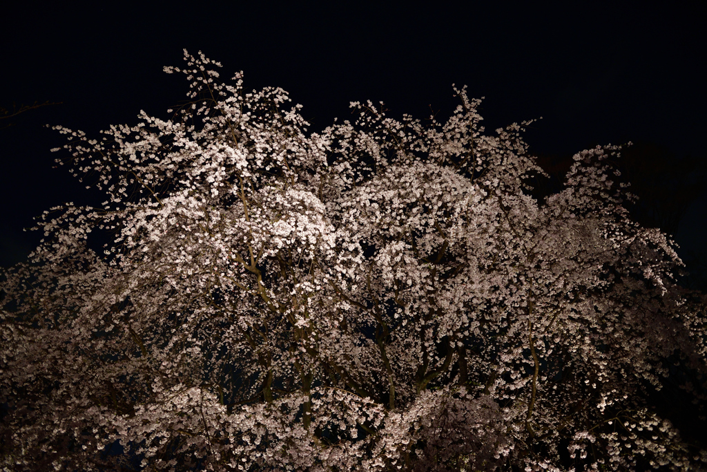 六義園　しだれ桜