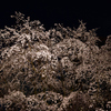 六義園　しだれ桜