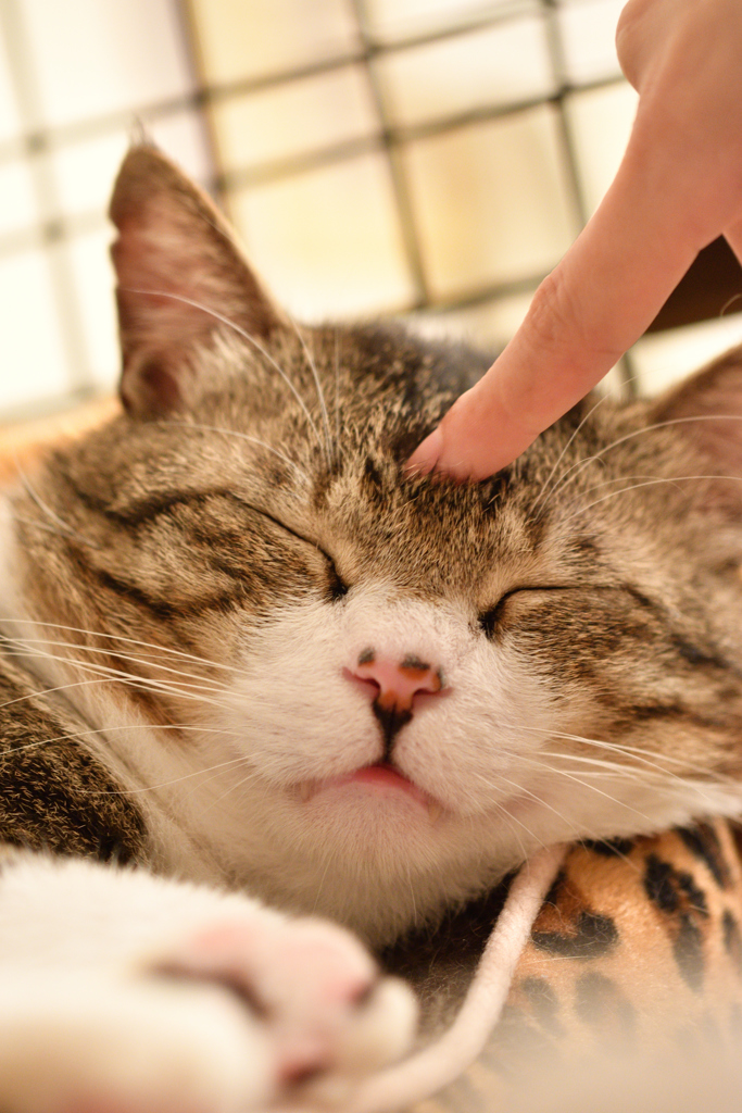 家猫-1-