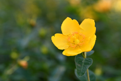 初夏の花