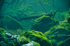 苔石と古木