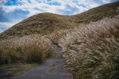 2025 稲取細野高原　すすき　其の参