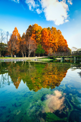 紅葉　水元公園　其の参