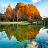 紅葉　水元公園　其の参