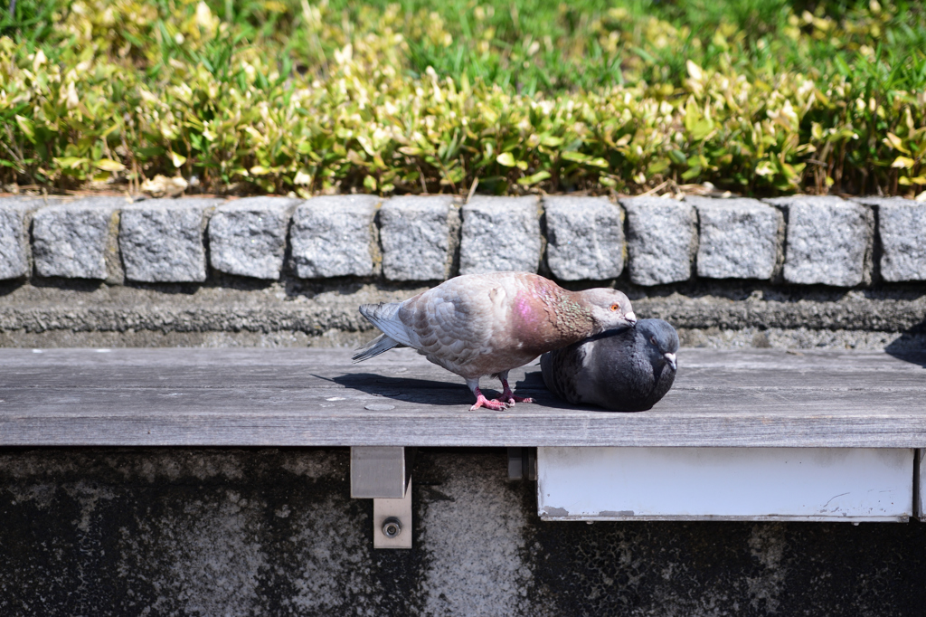 仲良し？
