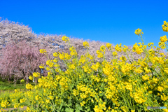 菜の花畑に春が来る