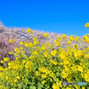 菜の花畑に春が来る