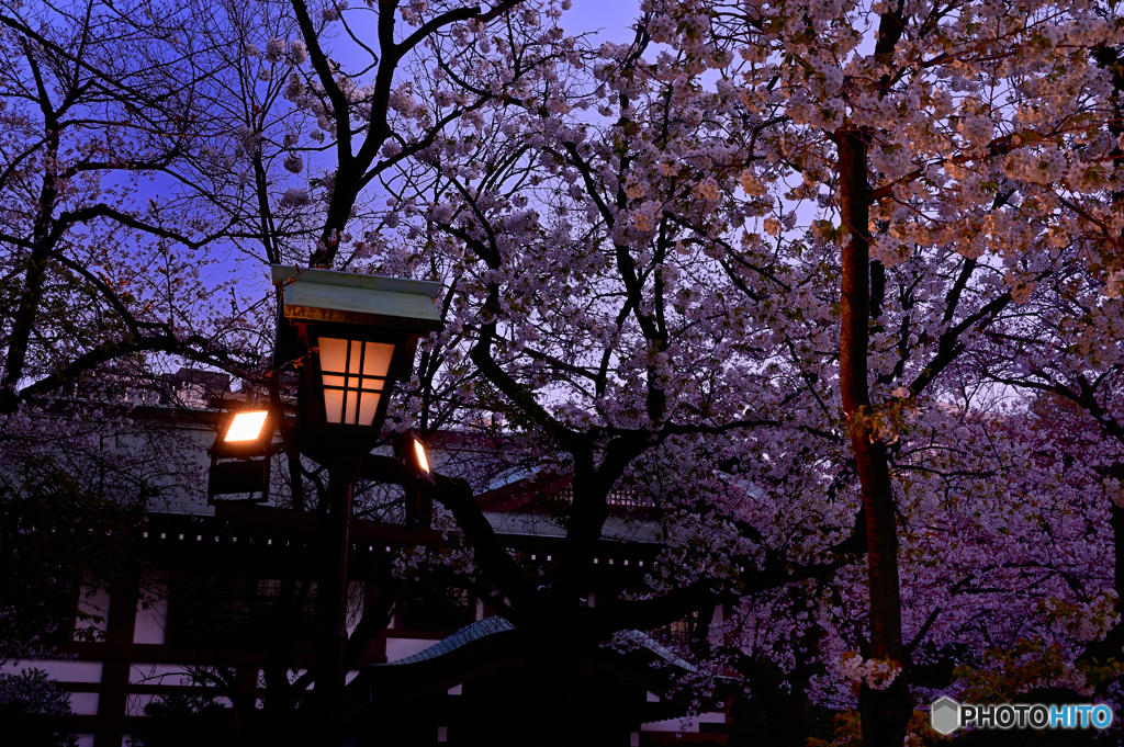 夕桜