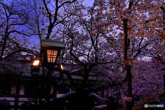 夕桜