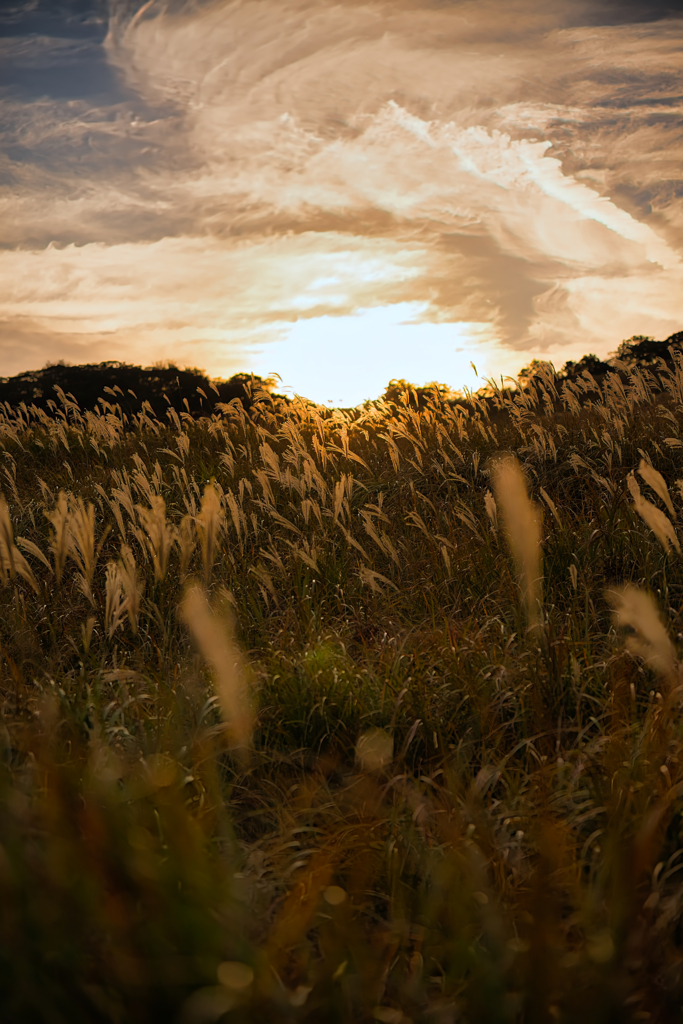 2025 稲取細野高原　すすき　其の九