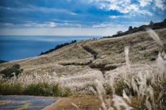 2025 稲取細野高原　すすき　其の四