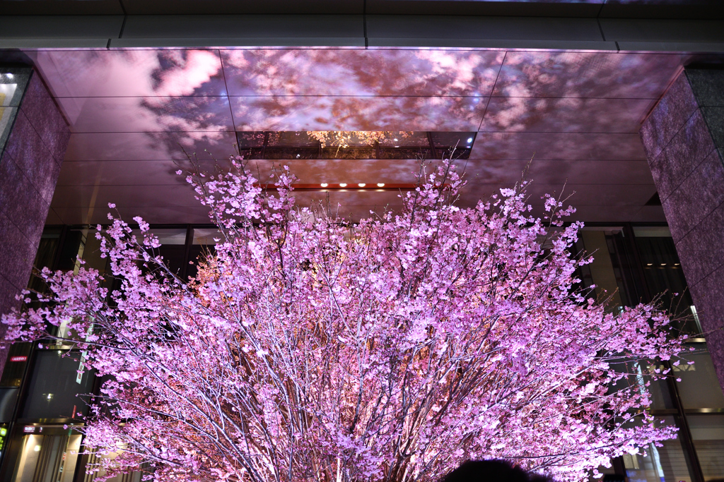 銀座の桜