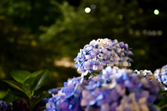 紫陽花　夜の公園にて