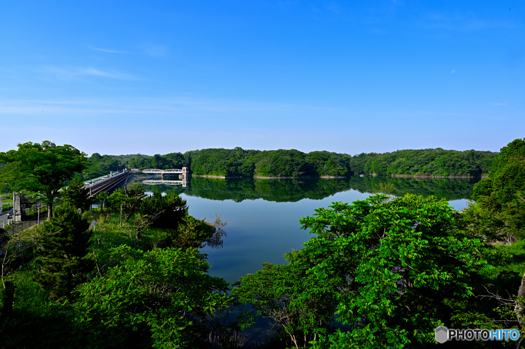 初夏の新緑