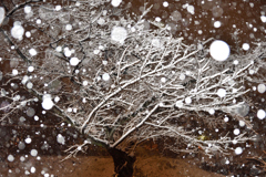 公園の木ー東京の雪景色ー