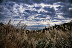 2025 稲取細野高原　すすき　其の一