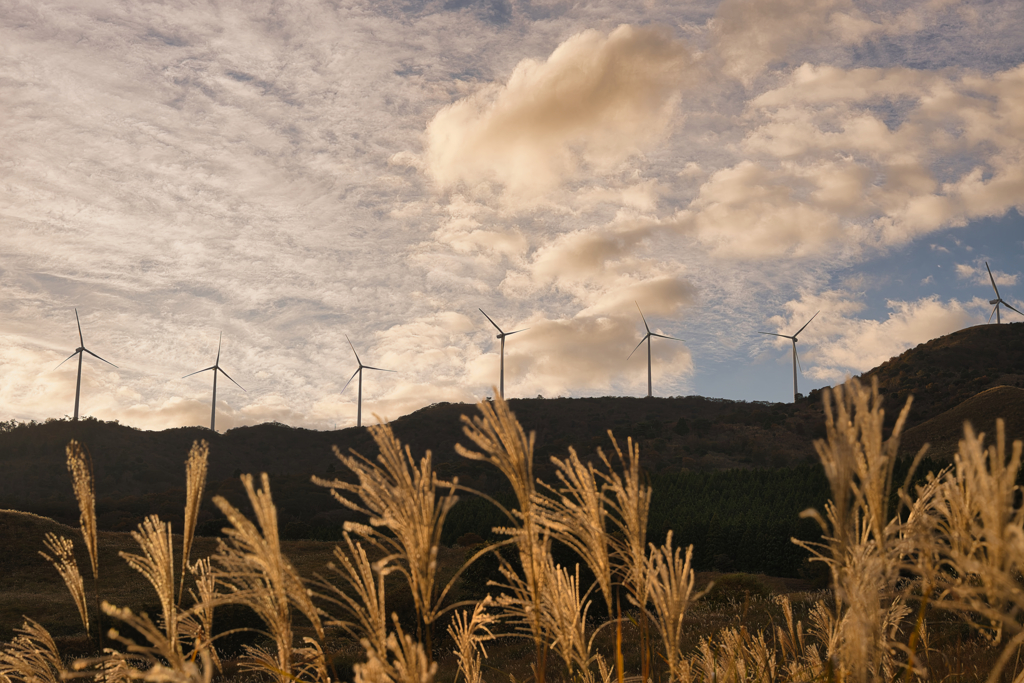 2025 稲取細野高原　すすき　其の七