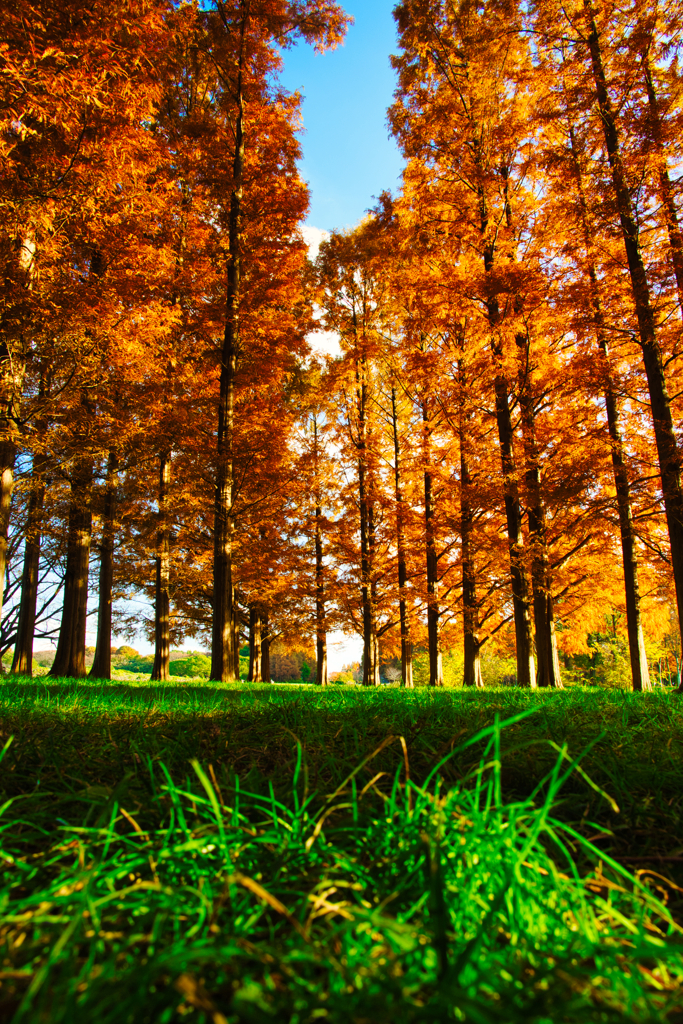 紅葉　水元公園　其の弐