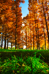 紅葉　水元公園　其の弐