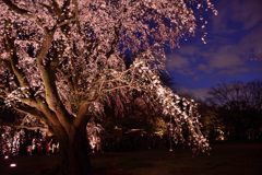 六義園-夜桜-
