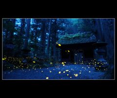 戸隠のヒメボタル