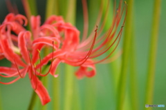彼岸花