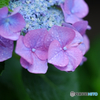 泣露紫陽花