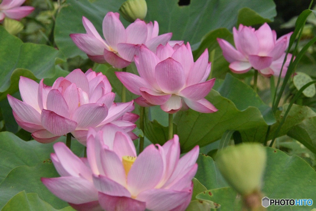 百花繚乱