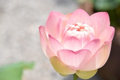 蓮の花 ミセススローカム