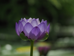 OI000179