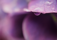 OIP00002