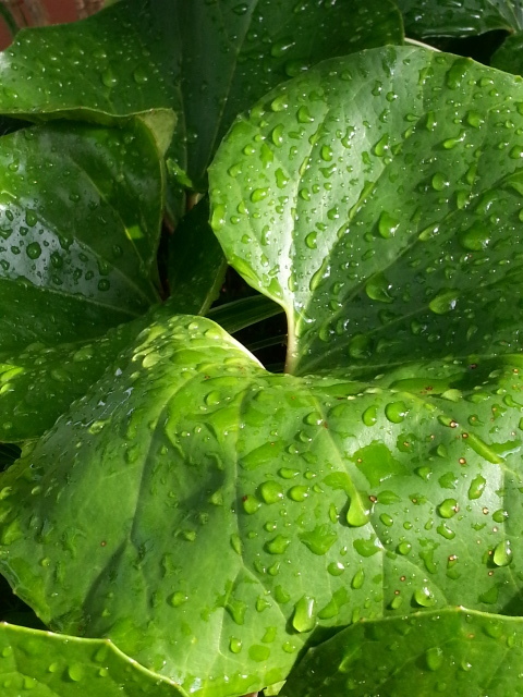 雨上がりの群生