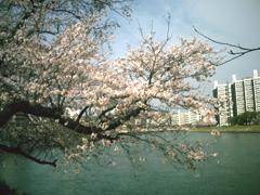 水辺の桜２