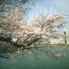 水辺の桜２