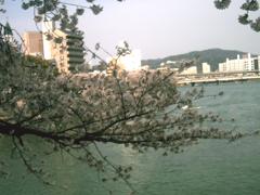 水辺の桜４