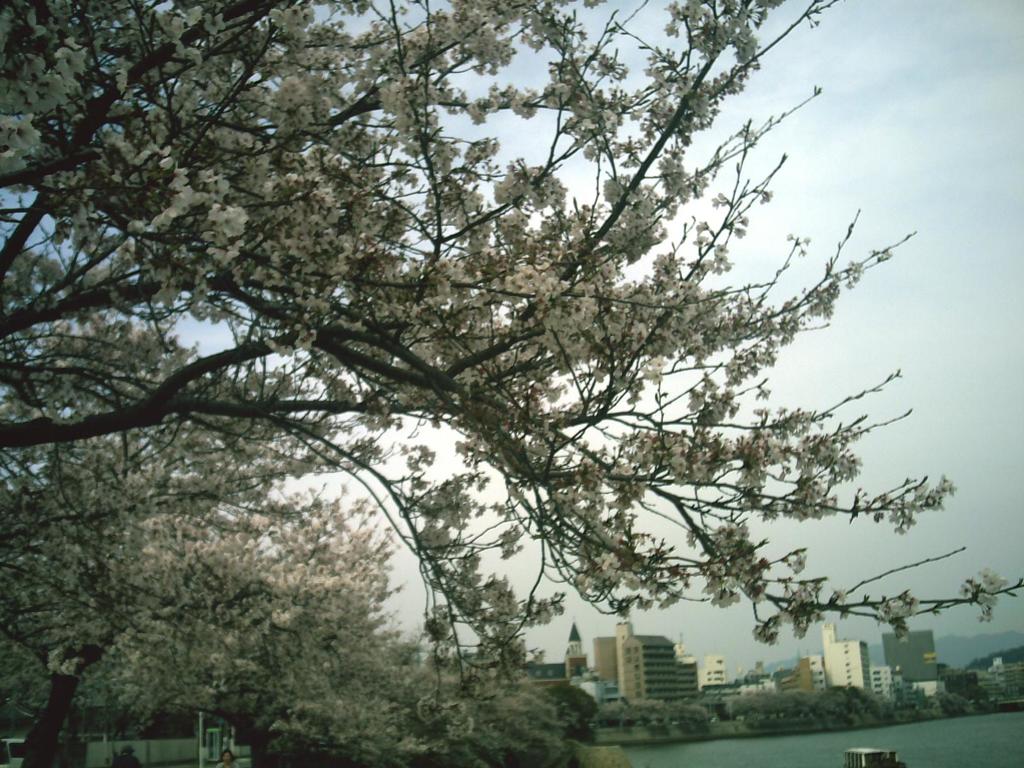 水辺の桜１