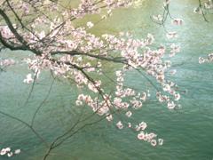 水辺の桜３