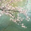 水辺の桜３