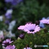 お花
