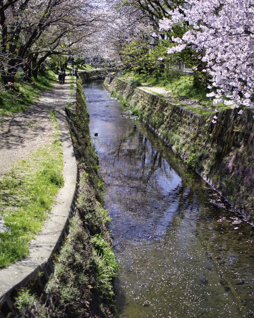 水に映して