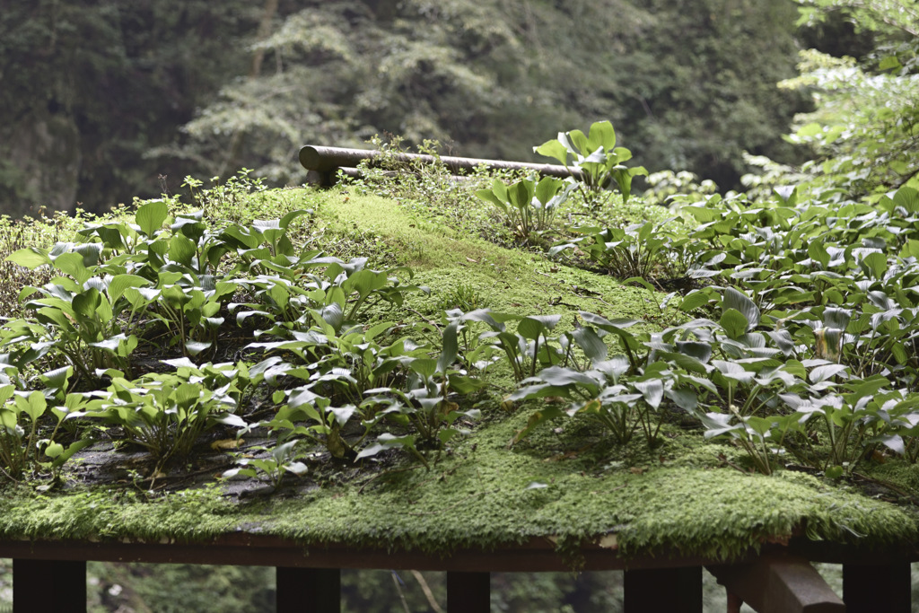 屋根の上に生命を育んで
