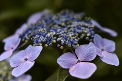 紫陽花の真花が咲いたよ