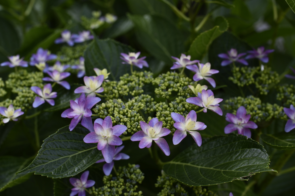 紫陽花