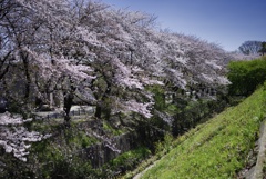 川辺の桜