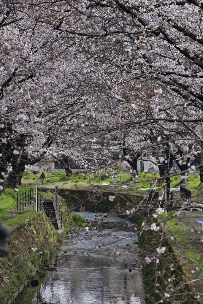 桜並木にて