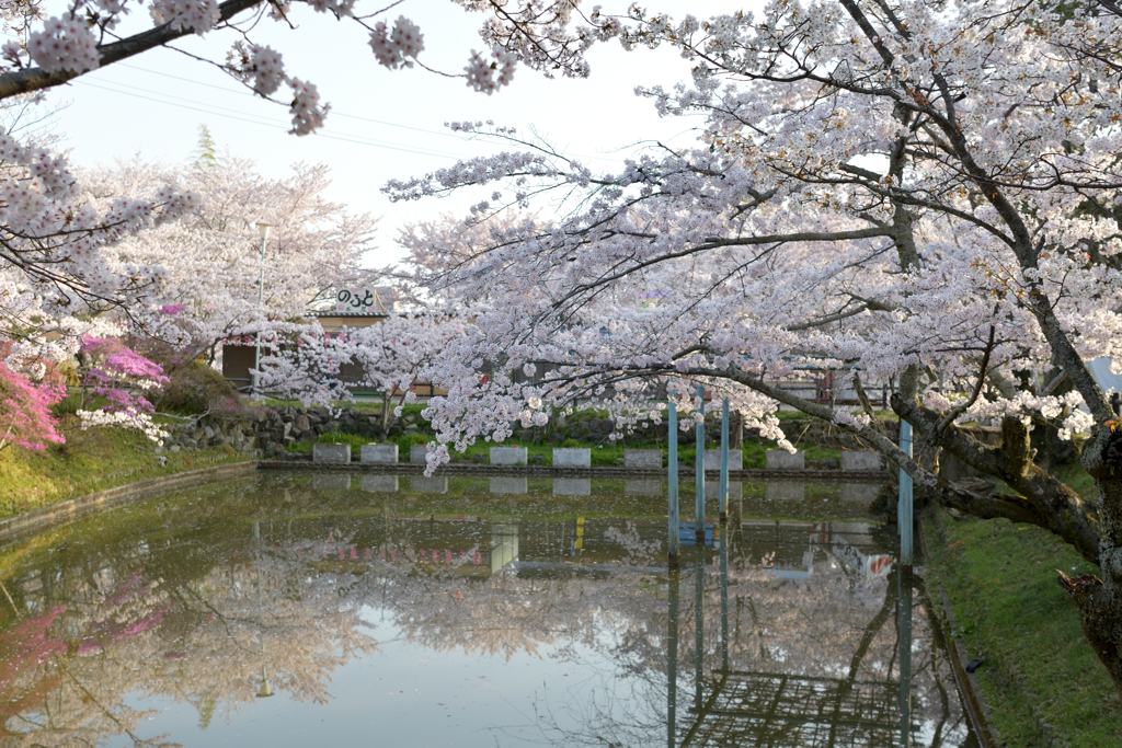 桜満開