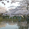 桜満開